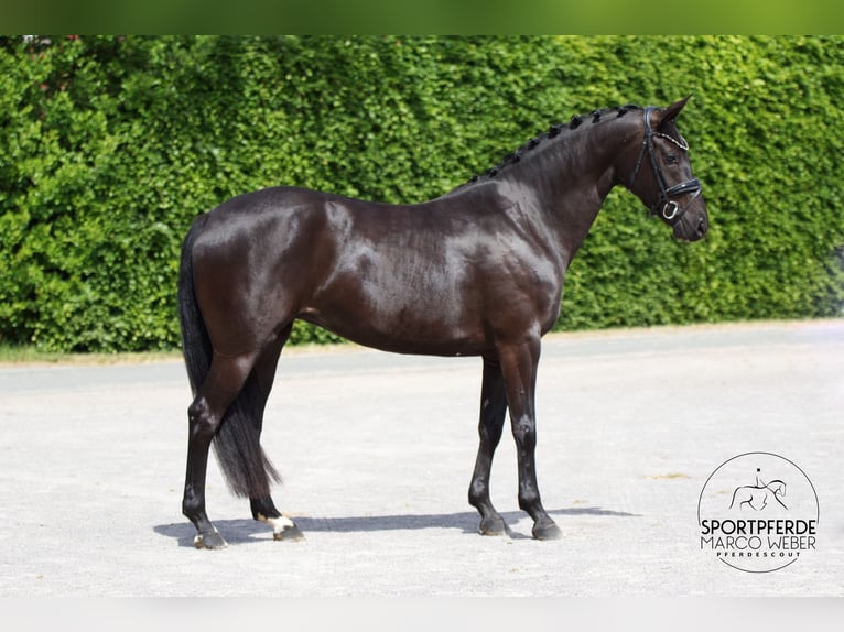 Oldenburgo Yegua 4 años 163 cm Negro in Westerstede