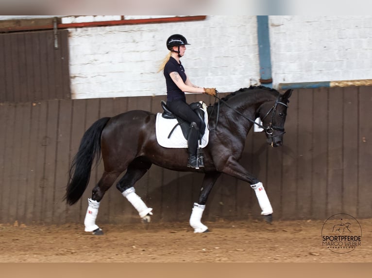 Oldenburgo Yegua 4 años 163 cm Negro in Westerstede