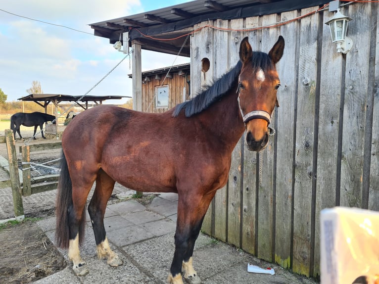 Oldenburgo Yegua 4 años 164 cm Castaño in Isenb&#xFC;ttel