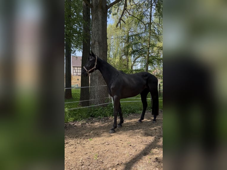 Oldenburgo Yegua 4 años 164 cm Negro in Lindenkreuz