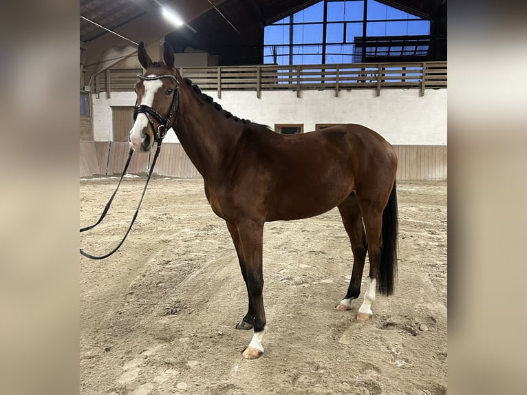 Oldenburgo Yegua 4 años 165 cm Castaño in Altötting