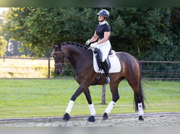 Oldenburgo Yegua 4 años 165 cm Castaño in Sellingen