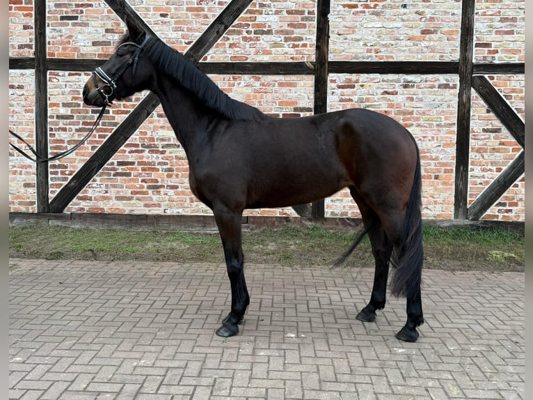 Oldenburgo Yegua 4 años 165 cm Castaño oscuro in Falkensee