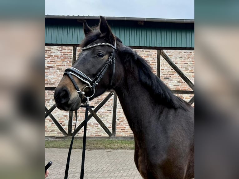 Oldenburgo Yegua 4 años 165 cm Castaño oscuro in Falkensee