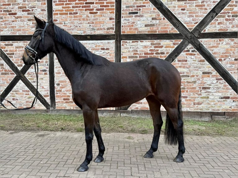 Oldenburgo Yegua 4 años 165 cm Castaño oscuro in Falkensee