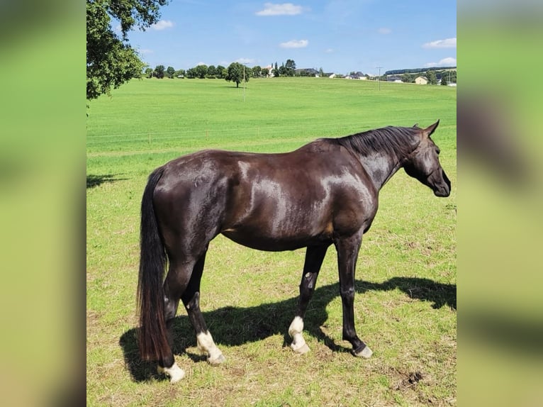 Oldenburgo Yegua 4 años 165 cm Morcillo in Perl