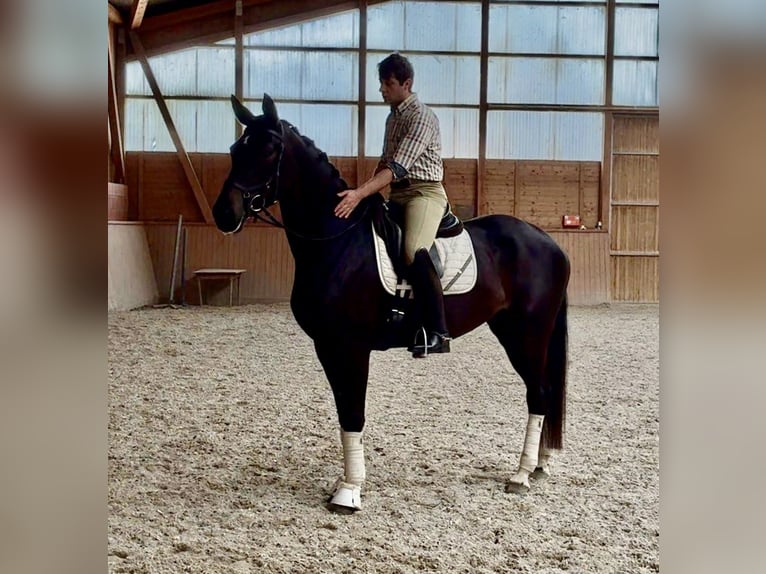 Oldenburgo Yegua 4 años 165 cm Morcillo in Erbach