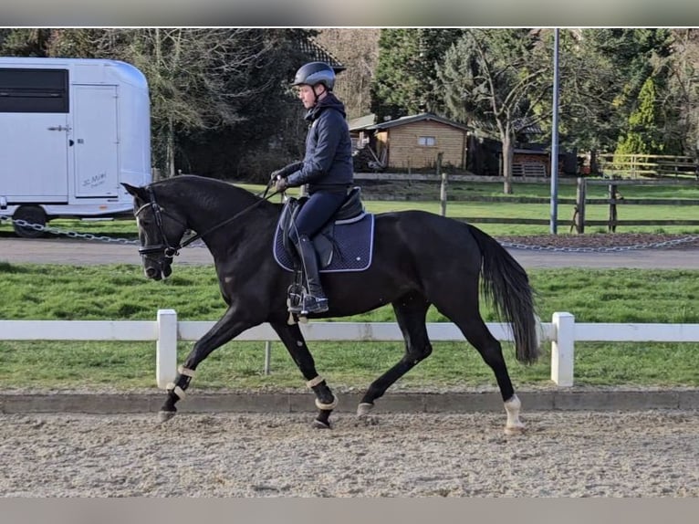 Oldenburgo Yegua 4 años 165 cm Negro in Homberg (Ohm)