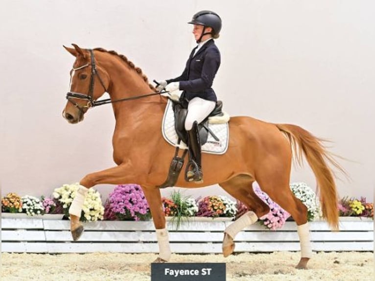 Oldenburgo Yegua 4 años 166 cm Alazán in Vechta