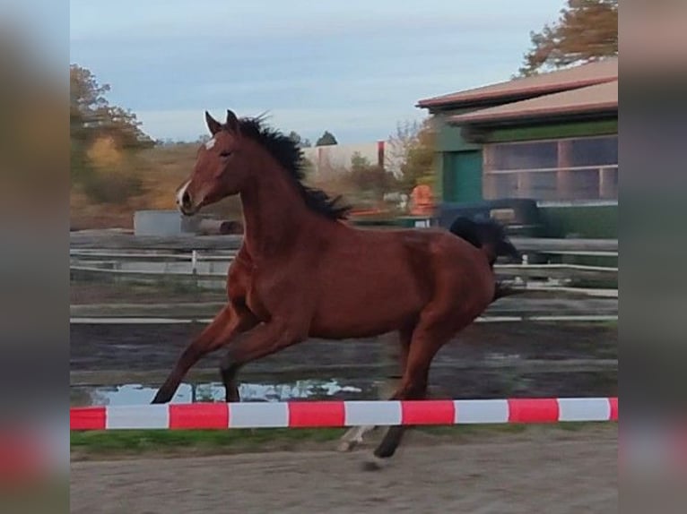 Oldenburgo Yegua 4 años 166 cm Castaño in Damme
