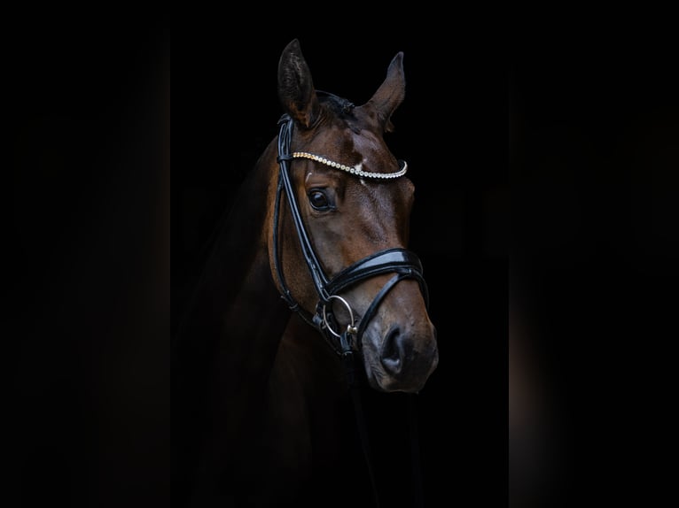 Oldenburgo Yegua 4 años 166 cm Castaño in mömbris