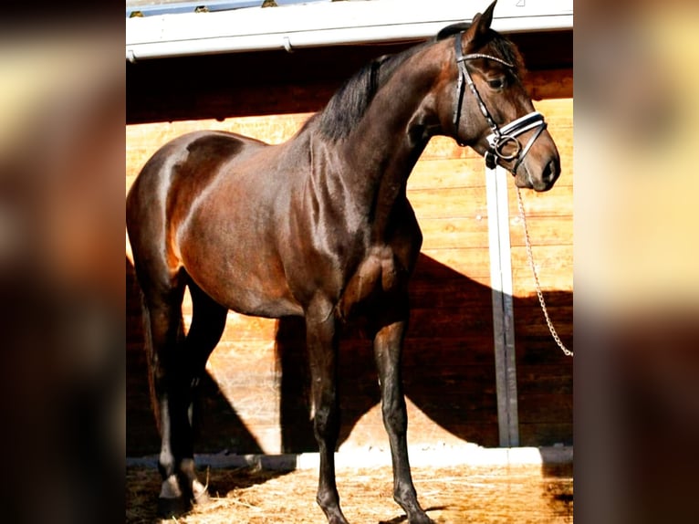 Oldenburgo Yegua 4 años 166 cm Castaño oscuro in Hof