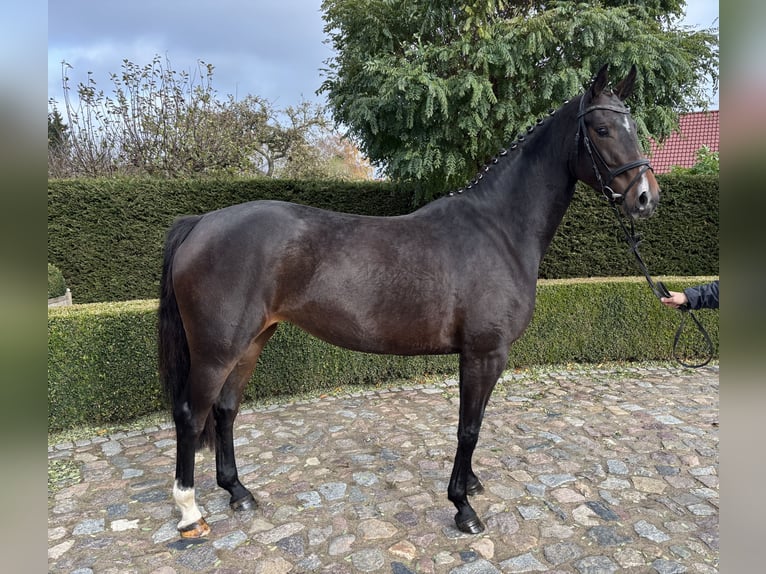 Oldenburgo Yegua 4 años 166 cm Castaño oscuro in Satow