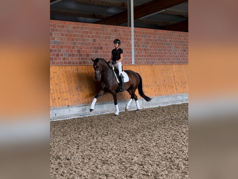 Oldenburgo Yegua 4 años 166 cm Castaño oscuro in Havixbeck