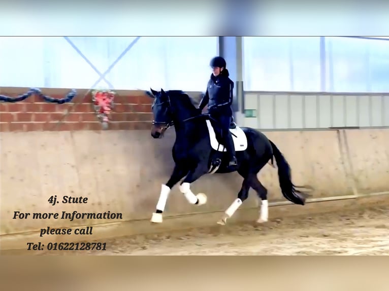 Oldenburgo Yegua 4 años 166 cm Morcillo in Warendorf