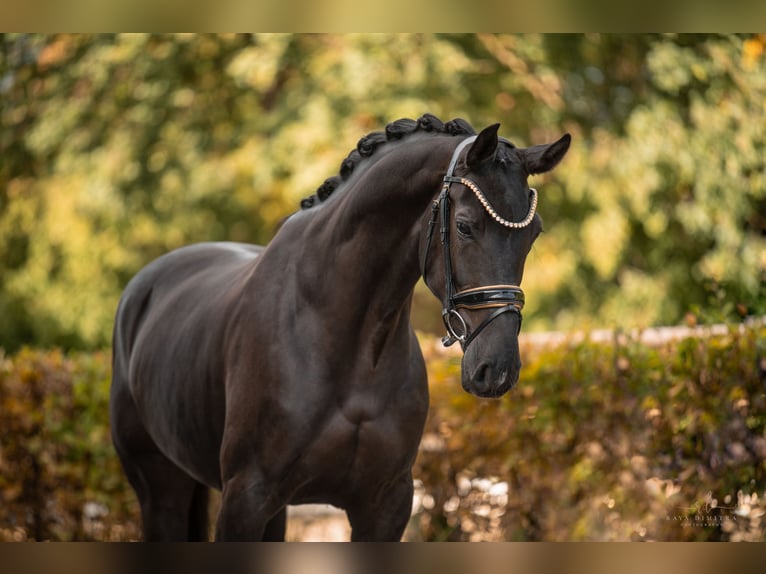 Oldenburgo Yegua 4 años 166 cm Negro in Wehringen