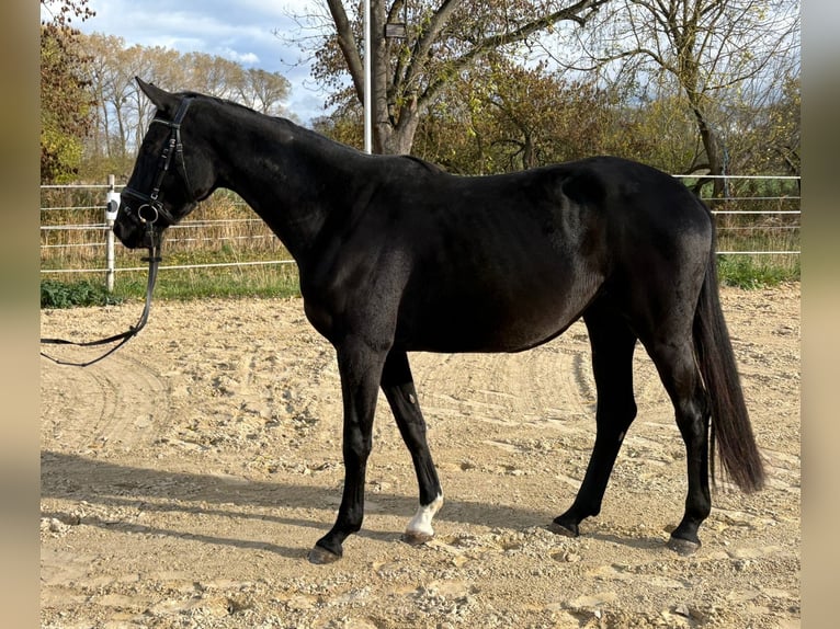 Oldenburgo Yegua 4 años 166 cm Negro in Erfurt