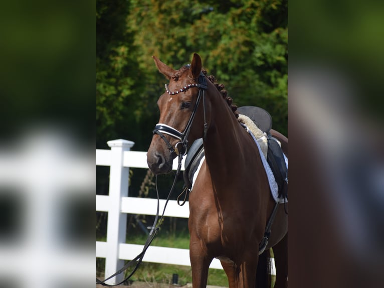 Oldenburgo Yegua 4 años 167 cm Alazán-tostado in Sch&#xFC;lp bei Nortorf