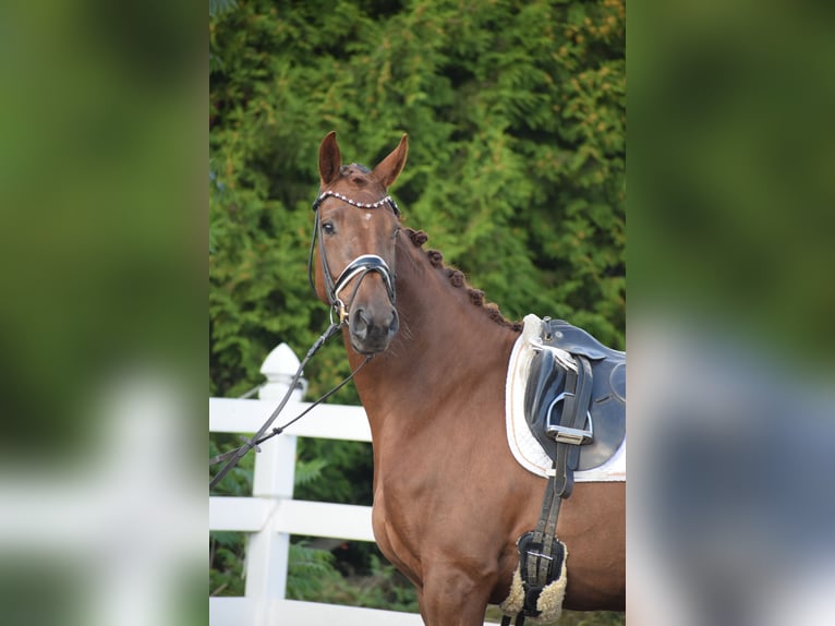 Oldenburgo Yegua 4 años 167 cm Alazán-tostado in Sch&#xFC;lp bei Nortorf