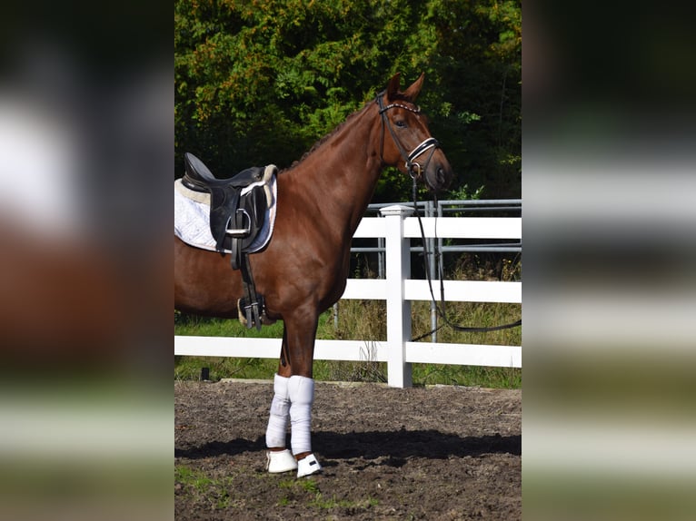 Oldenburgo Yegua 4 años 167 cm Alazán-tostado in Sch&#xFC;lp bei Nortorf