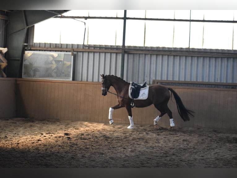 Oldenburgo Yegua 4 años 167 cm Alazán-tostado in Sch&#xFC;lp bei Nortorf