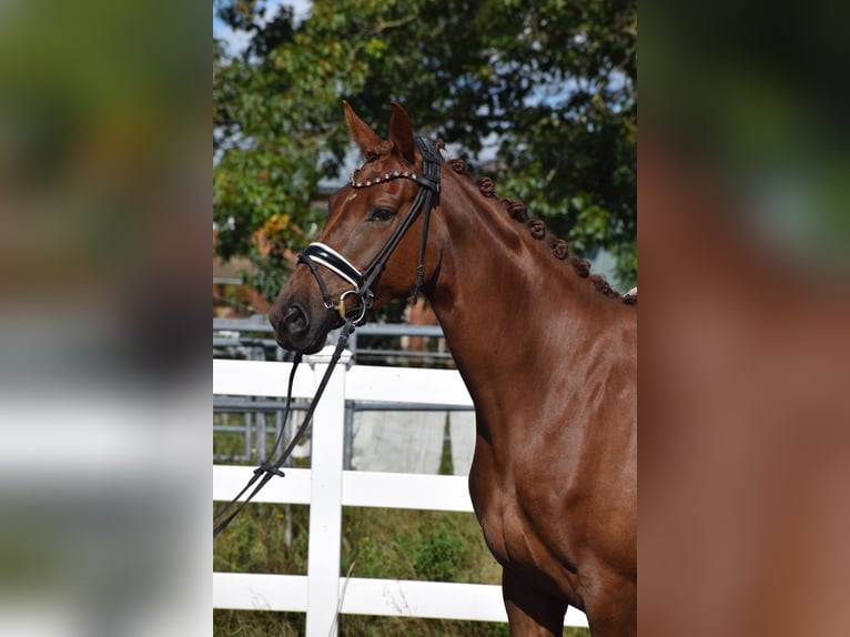 Oldenburgo Yegua 4 años 167 cm Alazán-tostado in Sch&#xFC;lp bei Nortorf