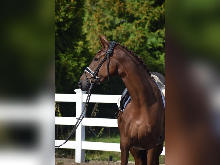 Oldenburgo Yegua 4 años 167 cm Alazán-tostado in Sch&#xFC;lp bei Nortorf
