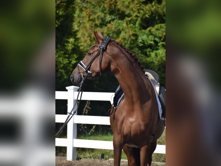 Oldenburgo Yegua 4 años 167 cm Alazán-tostado in Sch&#xFC;lp bei Nortorf