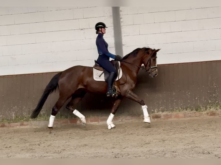 Oldenburgo Yegua 4 años 167 cm Alazán-tostado in Lohne (Oldenburg)