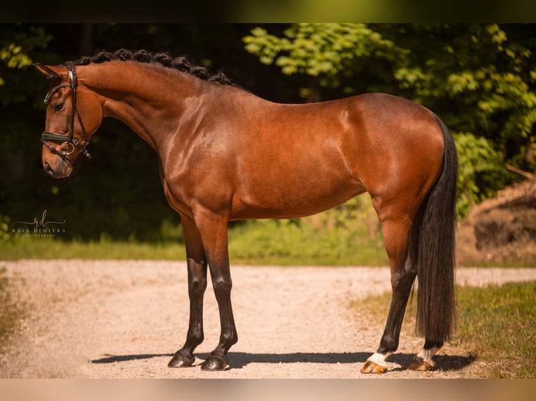 Oldenburgo Yegua 4 años 167 cm Castaño in Wehringen