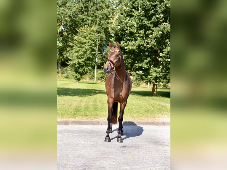 Oldenburgo Yegua 4 años 167 cm Castaño in Großefehn Timmel