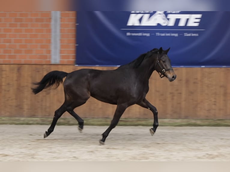 Oldenburgo Yegua 4 años 167 cm Castaño oscuro in Lastrup
