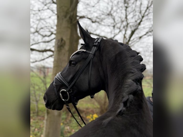 Oldenburgo Yegua 4 años 167 cm Negro in Neuenkirchen-Vörden