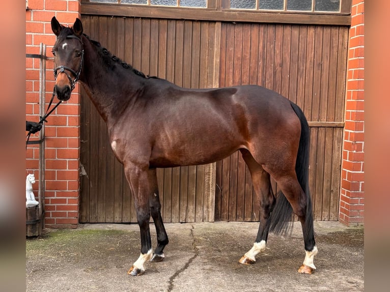 Oldenburgo Yegua 4 años 168 cm Castaño in Ibbenbüren