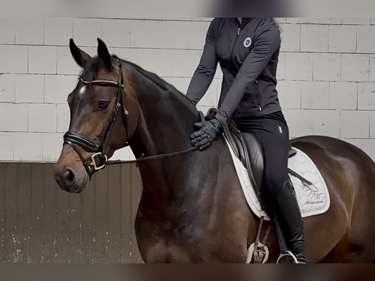 Oldenburgo Yegua 4 años 168 cm Castaño oscuro in Lohne (Oldenburg)