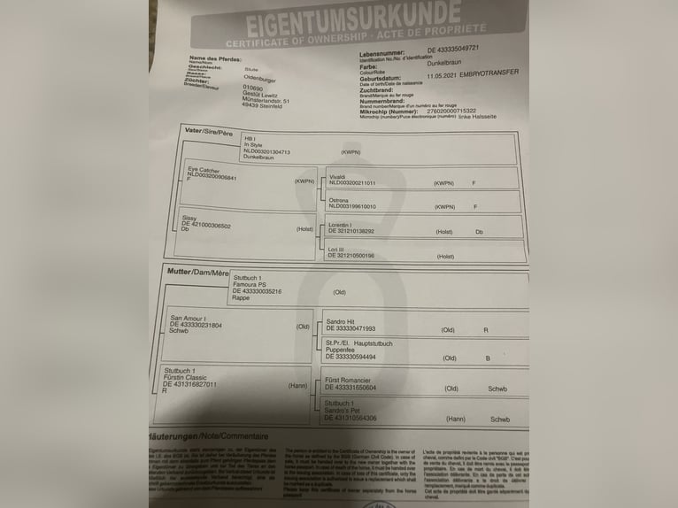 Oldenburgo Yegua 4 años 168 cm Castaño oscuro in Mönchengladbach