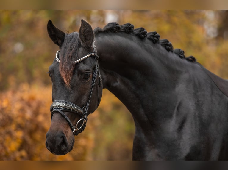 Oldenburgo Yegua 4 años 168 cm Morcillo in Wehringen