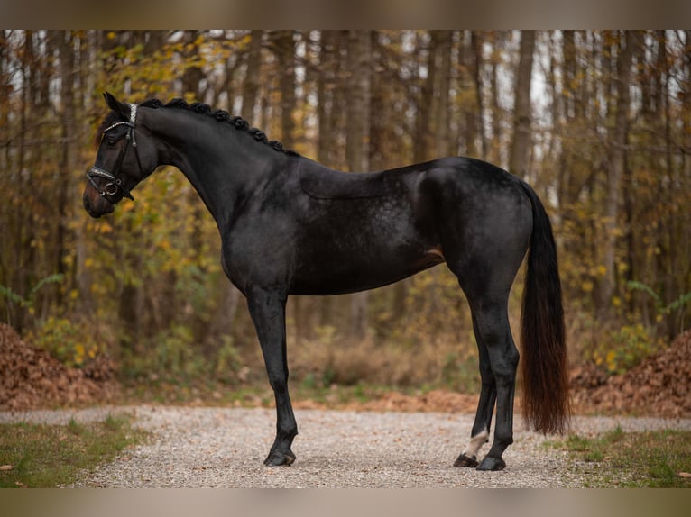 Oldenburgo Yegua 4 años 168 cm Morcillo in Wehringen