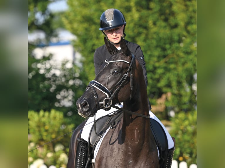 Oldenburgo Yegua 4 años 168 cm Negro in Vechta