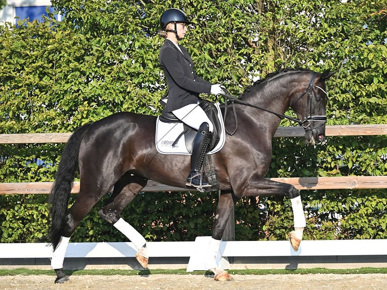 Oldenburgo Yegua 4 años 168 cm Negro in Vechta