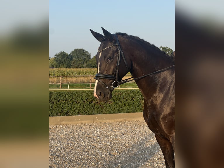 Oldenburgo Yegua 4 años 168 cm Negro in Willich
