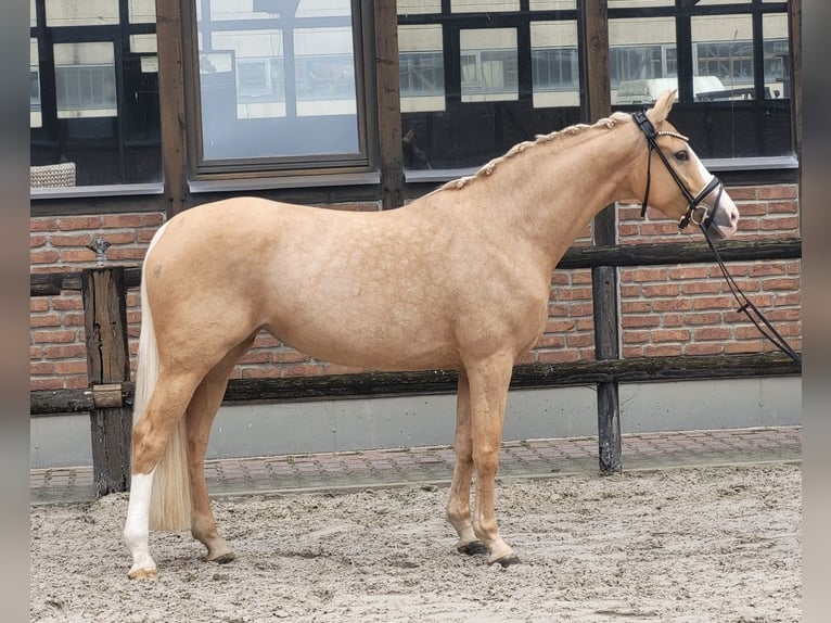 Oldenburgo Yegua 4 años 168 cm Palomino in Heidesheim am Rhein