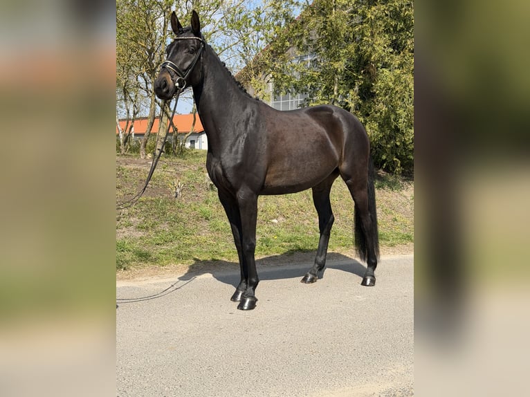 Oldenburgo Yegua 4 años 169 cm Castaño in Phöben