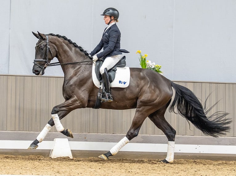 Oldenburgo Yegua 4 años 169 cm Negro in Münster-Handorf