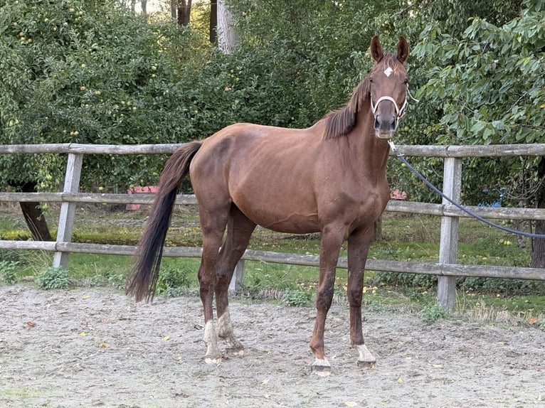 Oldenburgo Yegua 4 años 170 cm Alazán in Twistringen