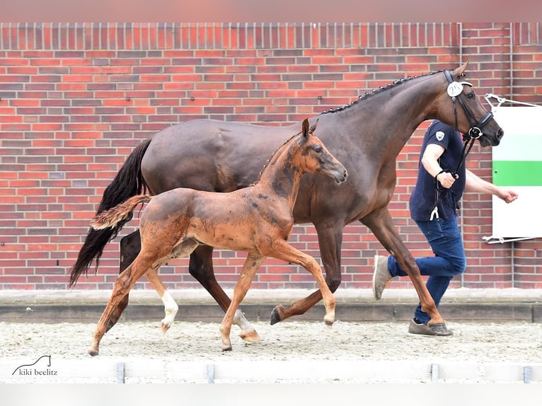 Oldenburgo Yegua 4 años 170 cm Alazán in Haale