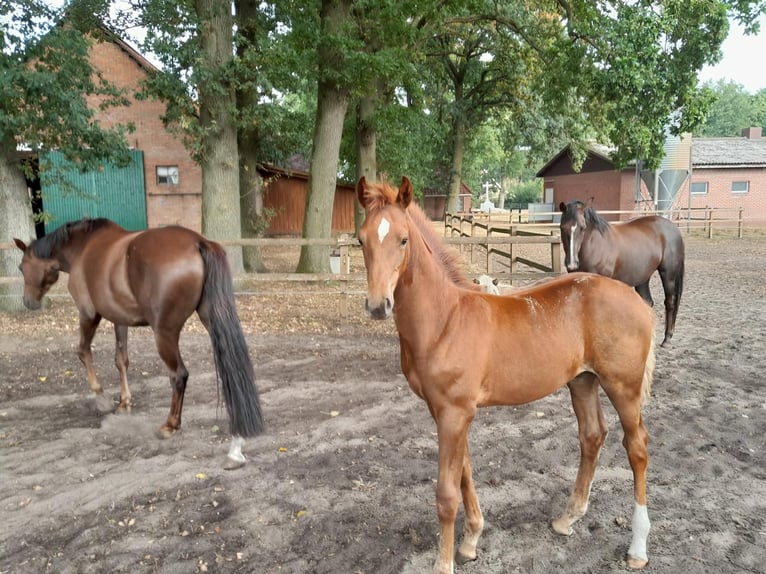 Oldenburgo Yegua 4 años 170 cm Alazán in Haale