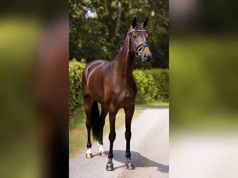 Oldenburgo Yegua 4 años 170 cm Castaño oscuro in Warendorf