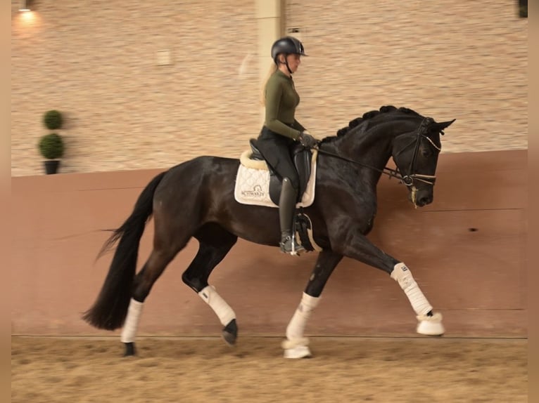 Oldenburgo Yegua 4 años 170 cm Morcillo in Wehringen