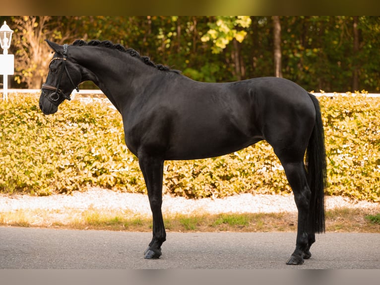 Oldenburgo Yegua 4 años 170 cm Negro in Wehringen